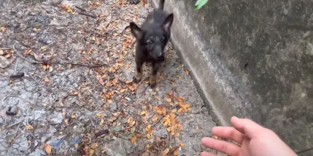 From Neglected and Forgotten to Cherished and Loved: Once Abandoned Pup Discovers Joy and Comfort in Softness and Happiness