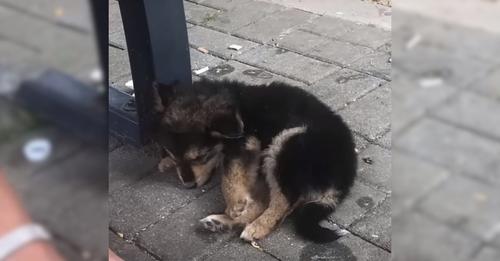 A Man Saw a Puppy Unconscious by the Side of the Road and Chose to Investigate