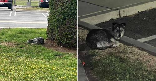 A Puppy Abandoned in a Parking Lot Stayed Motionless, Holding onto Hope That Her Family Would Return