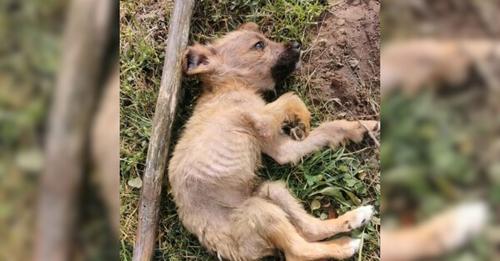 A Small, Malnourished Puppy Heartlessly Abandoned by Its Owners in a Landfill Is in Urgent Need of Help