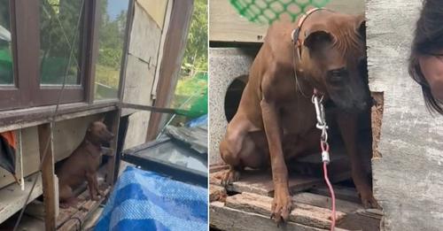 A Mama Dog Who Was Neglected and Used for Breeding Finally Experiences What It’s Like to Live a Normal Life