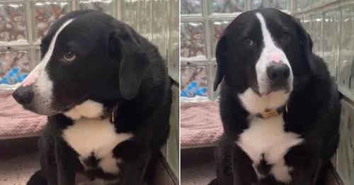 The heartbroken dog was left confused and devastated, unable to comprehend why the only family he had known for eight years suddenly abandoned him