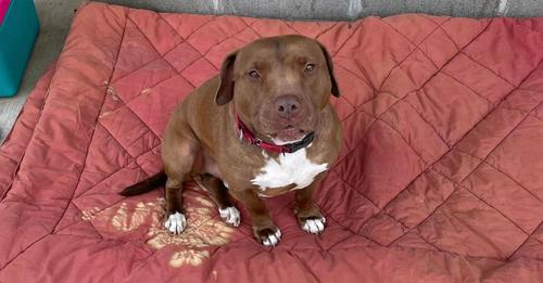 A Timid Dog Who Spent Over 1,000 Days in a Shelter Finally Finds Comfort in Her New Dad’s Embrace