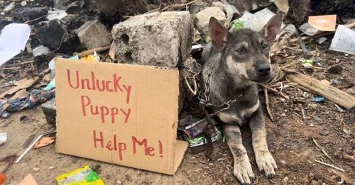 A dog stranded on a deserted street, wearing a sign that read “Help me!”, touched the hearts of everyone who saw it, bringing them to tears