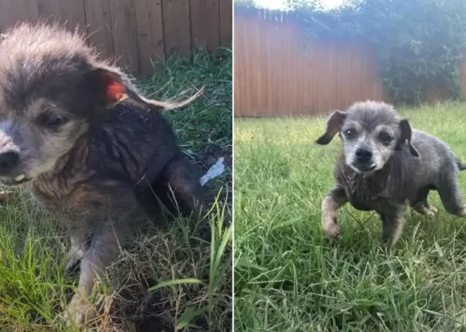 Heartwarming Rescue Story: Old Dog Overcomes Depression After Being Surrendered to a Shelter by His Owners