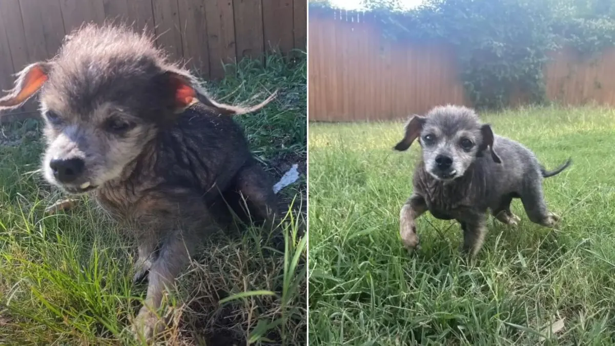 Heartwarming Rescue Story: Old Dog Overcomes Depression After Being Surrendered to a Shelter by His Owners