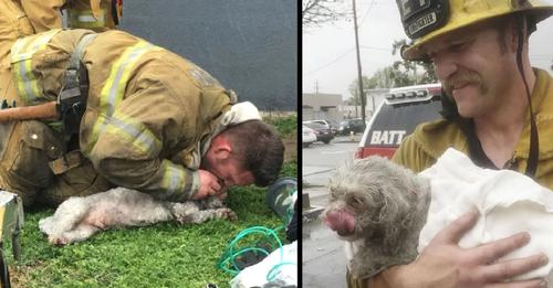 Heroic firefighters perform a miraculous rescue, reviving a lifeless dog using mouth-to-snout resuscitation