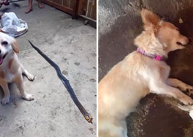 Displaying extraordinary bravery and selflessness, the dog boldly risks his own life to face a dangerous venomous snake, offering a heartfelt smile before ultimately giving up his life to safeguard his owner