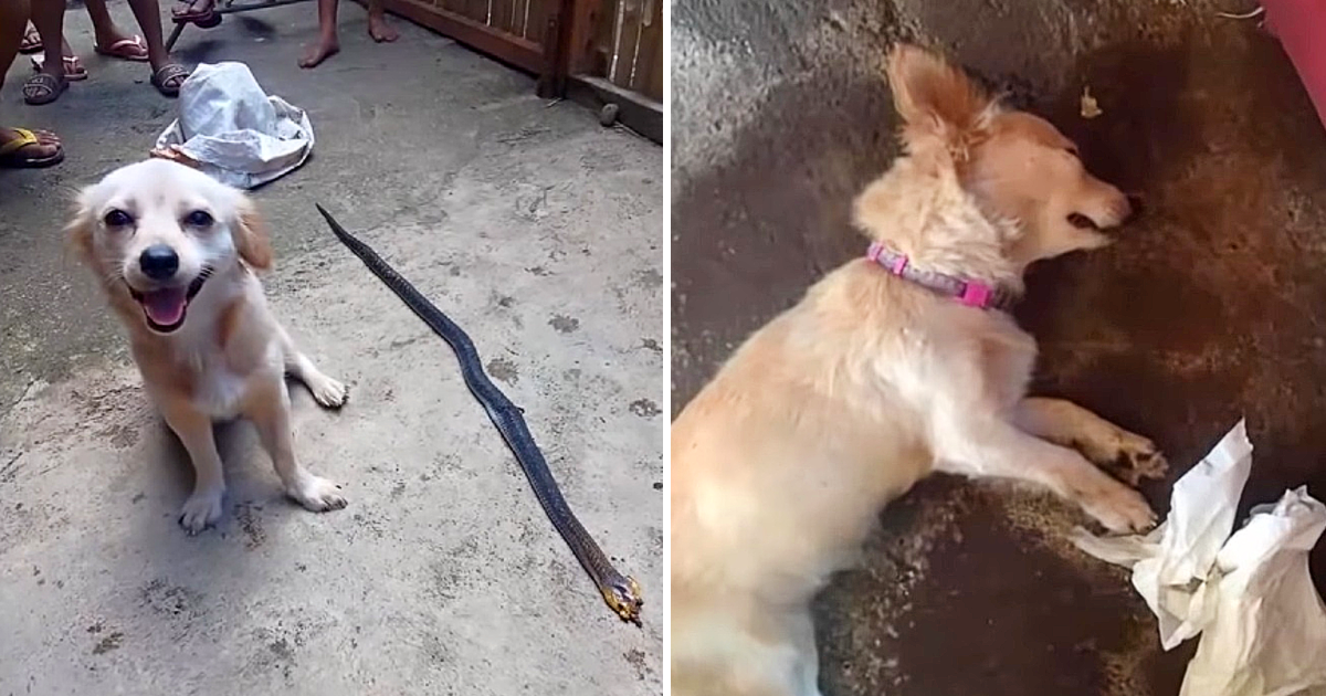 Displaying extraordinary bravery and selflessness, the dog boldly risks his own life to face a dangerous venomous snake, offering a heartfelt smile before ultimately giving up his life to safeguard his owner