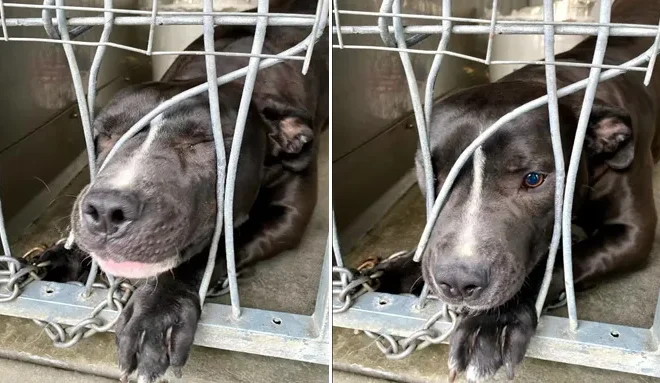 The Unyielding Determination of an Adorable Shelter Dog to Seek Attention Will Melt Your Heart