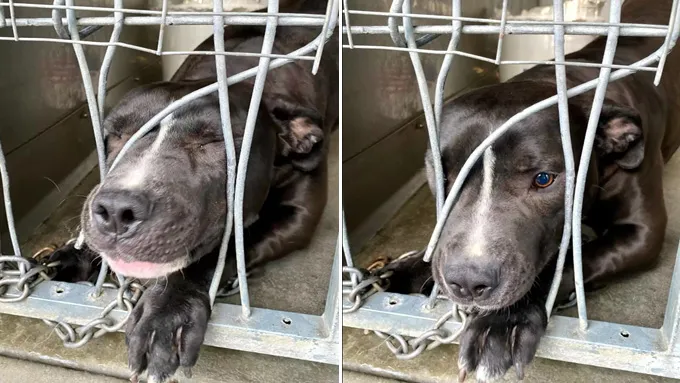 The Unyielding Determination of an Adorable Shelter Dog to Seek Attention Will Melt Your Heart