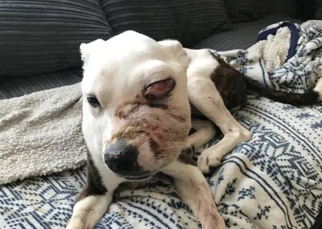 A young dog had to be euthanized after its owners neglected to seek assistance for a severe and painful injury