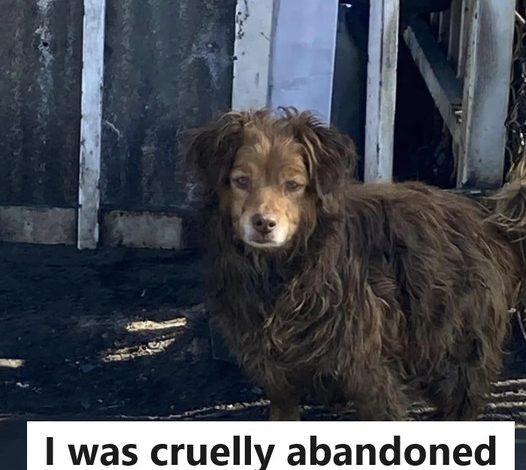 The abandoned dog at the auto body shop has experienced a dramatic change in its appearance