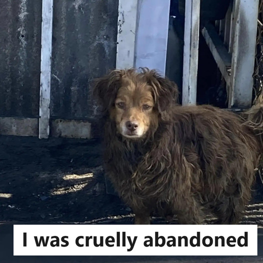 The abandoned dog at the auto body shop has experienced a dramatic change in its appearance