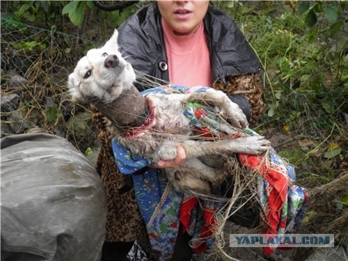 Excited by the miraculous recovery of the poor dog who had been strangled by an iron pipe for several days.