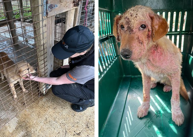 The ASPCA provides assistance to the Oktibbeha County Humane Society in the rescue of over 50 malnourished dogs in Mississippi