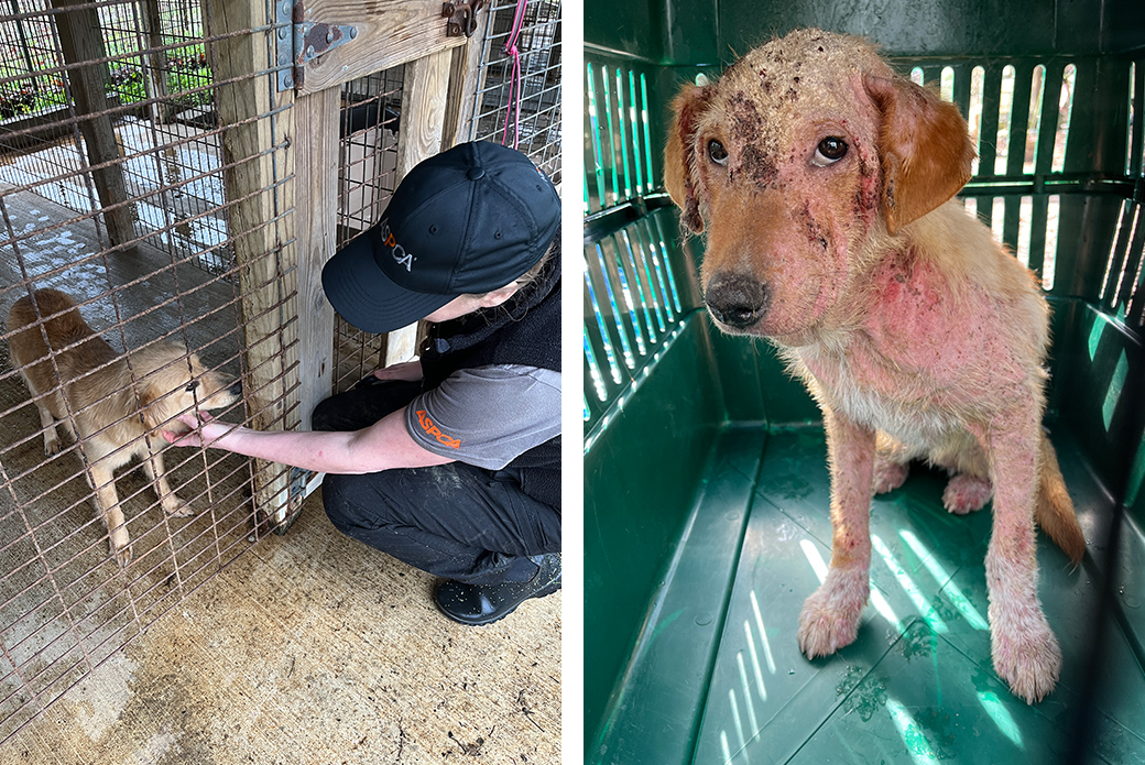 The ASPCA provides assistance to the Oktibbeha County Humane Society in the rescue of over 50 malnourished dogs in Mississippi