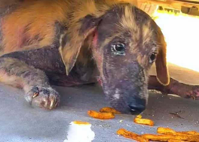 Adorable Puppy Discovered Beneath Car Undergoes Remarkable Transformation