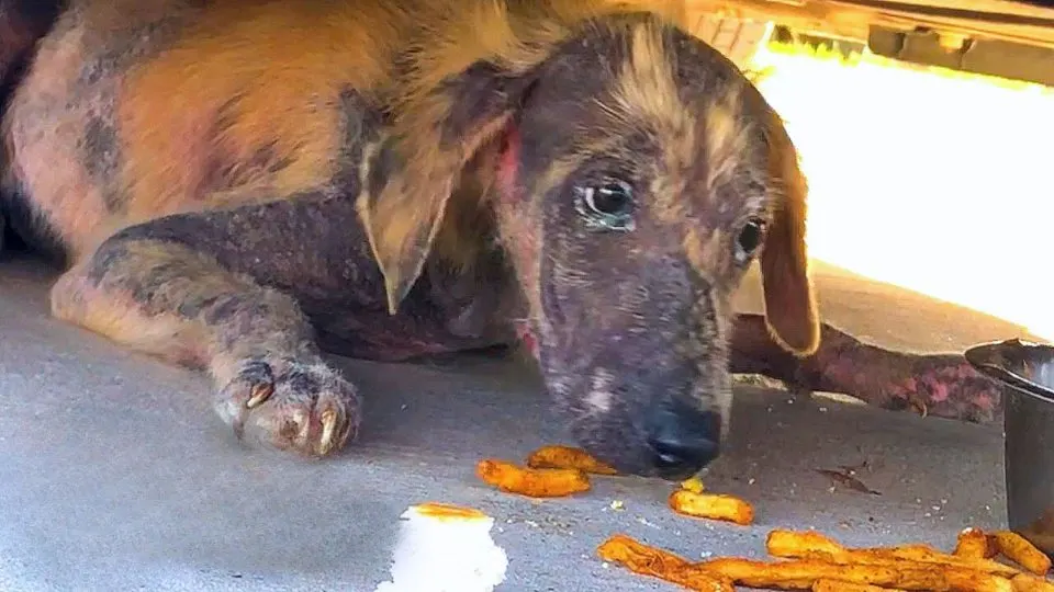 Adorable Puppy Discovered Beneath Car Undergoes Remarkable Transformation