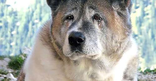 On Jim’s 23rd birthday, the loyal old dog has become an indispensable companion and friend on Farmer Alex’s farm