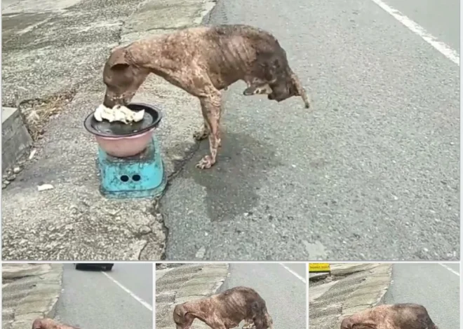 A resilient two-legged dog, facing incredible odds, defied all expectations by bravely confronting and overcoming every challenge entirely on his own