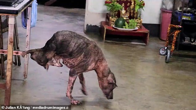 Paws of Determination: The Remarkable and Inspiring Journey of a Lone Dog Who Walks on His Front Legs