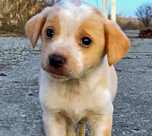 Puppy Discovered Among Trash Was Shaking Uncontrollably and Couldn’t Be Calmed