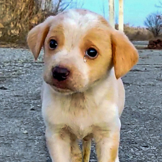 Puppy Discovered Among Trash Was Shaking Uncontrollably and Couldn’t Be Calmed