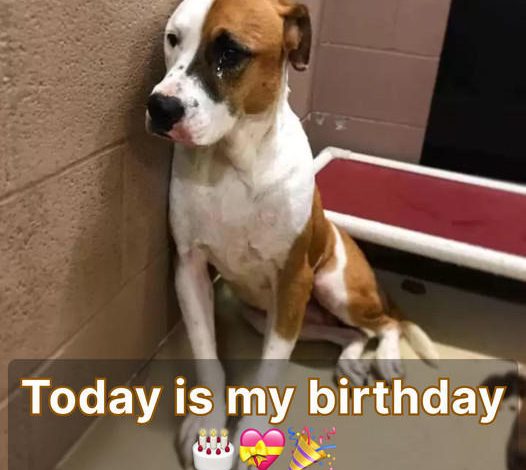 Eagerly Awaiting the Celebration: Loyal Dog Anxiously Awaits Its Owner’s Return on Its Special Birthday