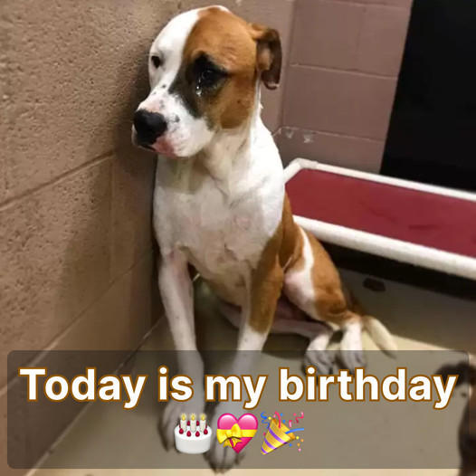 Eagerly Awaiting the Celebration: Loyal Dog Anxiously Awaits Its Owner’s Return on Its Special Birthday