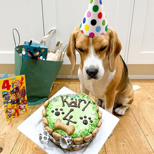 Karl the Dog Marks Six Years of Happy Barking