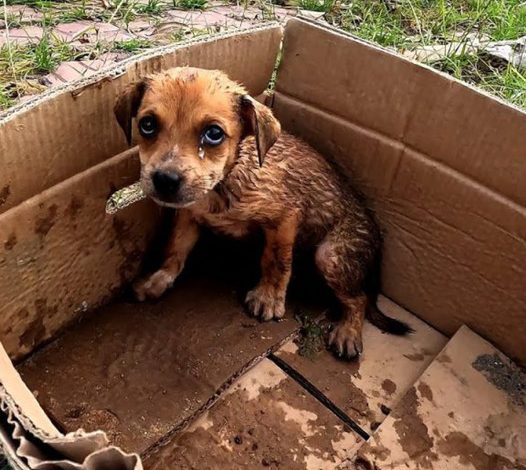 A Heartbreaking Tale of Abandonment: A Sick Puppy Thrown into Sunlit Despair by the Heartless