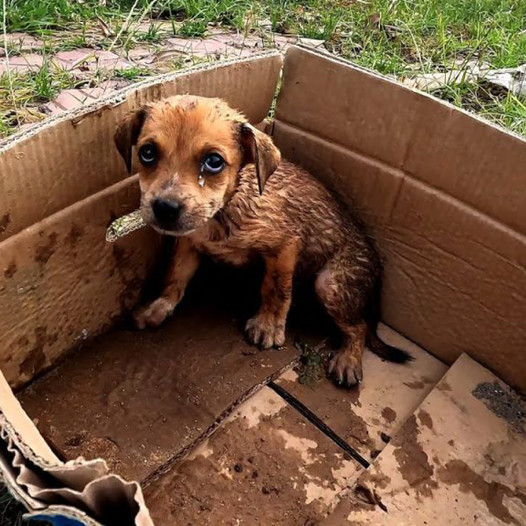 A Heartbreaking Tale of Abandonment: A Sick Puppy Thrown into Sunlit Despair by the Heartless