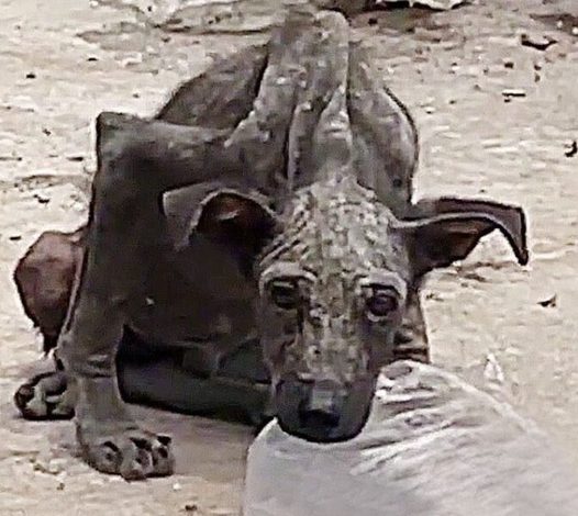 From Trash to Treasure: Rescuing a Skeletal Stray Dog with Boundless Potential