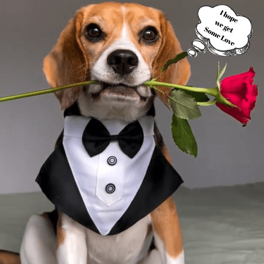 The Captivating Beagle: A Fashionable Companion with a Heartfelt Secret