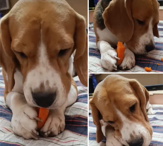 Charming Beagle with a Fondness for Carrots