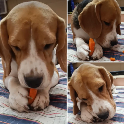 Charming Beagle with a Fondness for Carrots