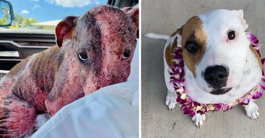 Puppy once buried alive at a beach now thriving with a foster family