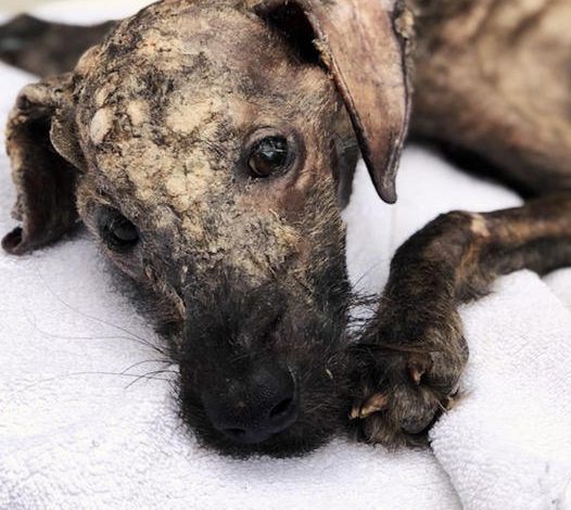 Rescued from the Edge of Death at Christmas, a Puppy Pulled from the Depths of Despair by a Compassionate Woman