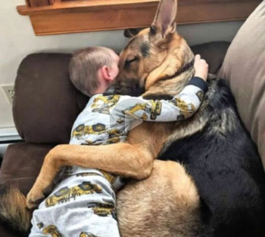 A once-rescued dog discovers endless happiness in his new forever home, where he blossoms into a fiercely loyal guardian and unwavering best friend to his 5-year-old human companion