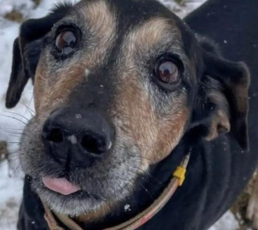 Senior Shelter Dog Has Been Waiting More Than 1,700 Days for a Loving Home