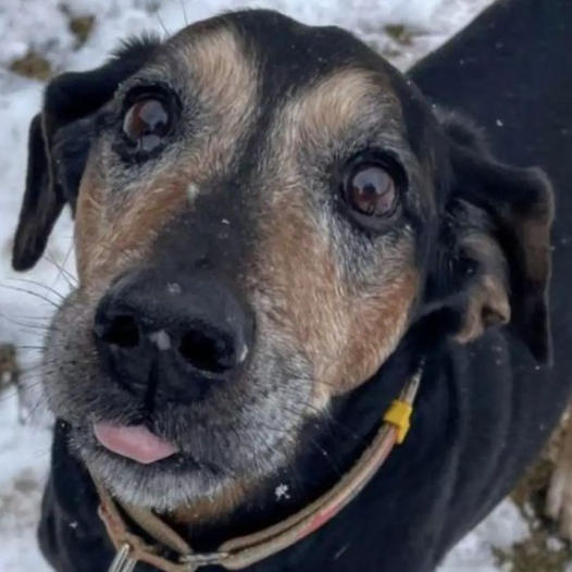 Senior Shelter Dog Has Been Waiting More Than 1,700 Days for a Loving Home