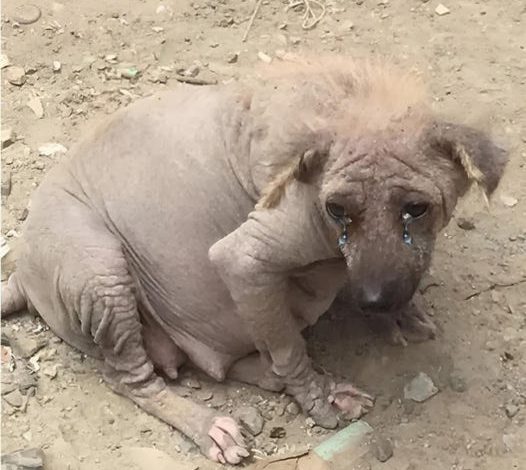 An Abandoned, Pregnant Pup Overcomes Adversity to Give Birth at Landfill