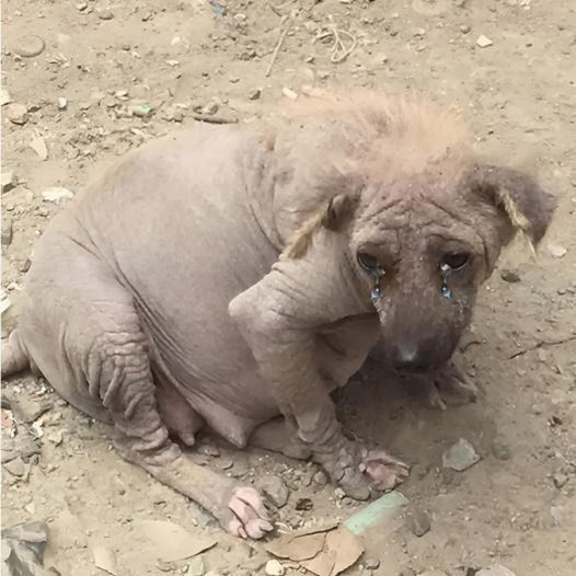 An Abandoned, Pregnant Pup Overcomes Adversity to Give Birth at Landfill