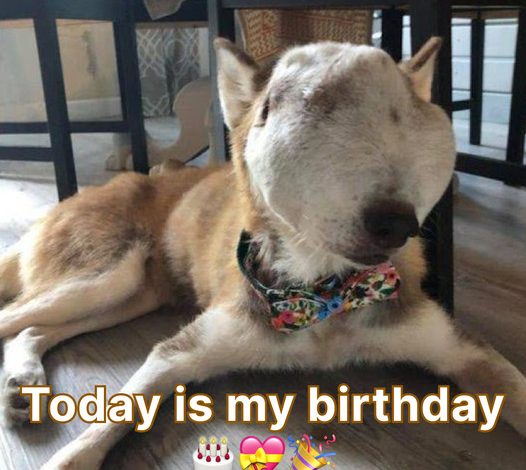 Furry Friend Birthday Wishes: Honoring the Unique Connection with Your Beloved Dog Companion