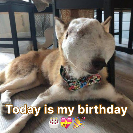 Furry Friend Birthday Wishes: Honoring the Unique Connection with Your Beloved Dog Companion