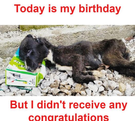 Today is my birthday, but I haven’t received any birthday wishes or congratulations from anyone