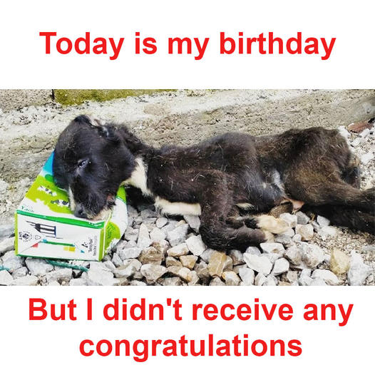 Today is my birthday, but I haven’t received any birthday wishes or congratulations from anyone