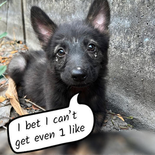 From Abandonment to Adoration: A Once Neglected Pup Discovers Joy and Comfort in a Life Filled with Softness and Happiness