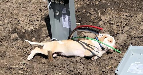 A Helpless Puppy Abandoned on a Busy Kansas Highway is Miraculously Rescued